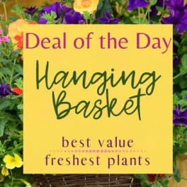 Yellow sign in a flower basket display with purple and yellow blooms.