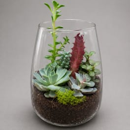Sculpted Succulent