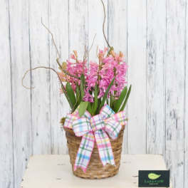 Hyacinth