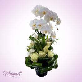 White orchids and pale roses in a black vase with broad green ribbon