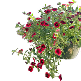 Potted plant with small red flowers and green foliage