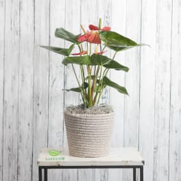 Potted anthurium plant with red blooms in a woven basket