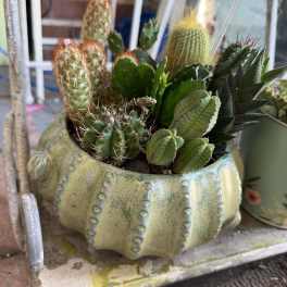 Cactus Garden (Large)