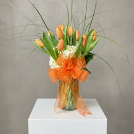 Orange Dream Tulips