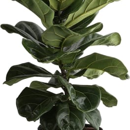 Fiddle Leaf Plant
