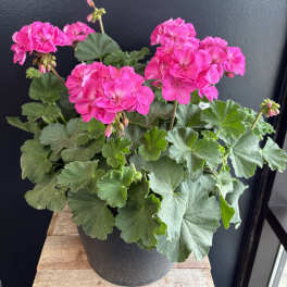 Sun Loving Outdoor Geranium Basket