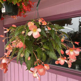 Hanging basket of pink and peach begonia flowers
