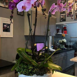 Potted pink phalaenopsis orchid with multiple tall stems in a round white ceramic bowl.