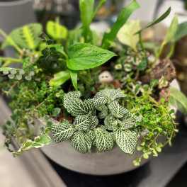 Mixed Garden Planter