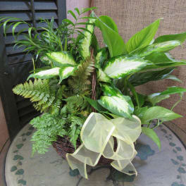 Basket of assorted green houseplants with a pale ribbon bow
