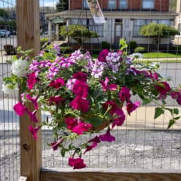 Hanging basket of pink, purple, and white petunias