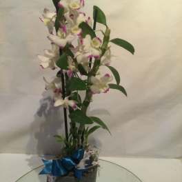 True Orchid Love