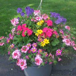 Beautiful Blooms Hanging Basket