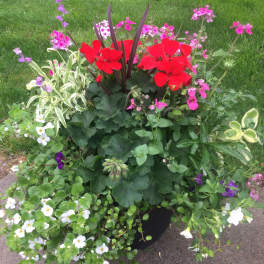 Sunshine Planter