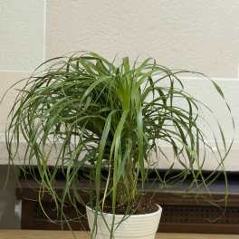 Ponytail Palm