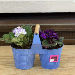 Double African Violet Planter