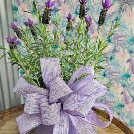 Spanish Lavender in Decorative Tin