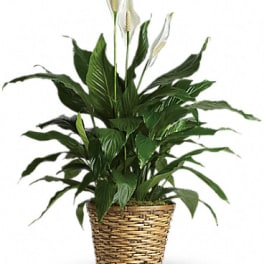 Potted peace lily plant with broad green leaves and white blooms in a woven basket.