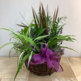 Basket arrangement of assorted green plants with a purple ribbon