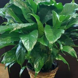 Bulb Pan Peace Lily
