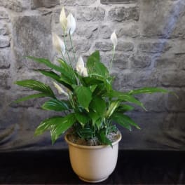 White peace lilies in a beige pot