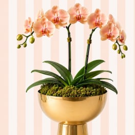 Peach Orchid Garden – Double Stem | Luxe Gold Bowl