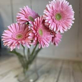 Pink gerbera daisies in a clear glass vase