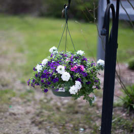Hanging basket of purple and white flowers