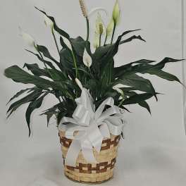 Medium Peace Lily