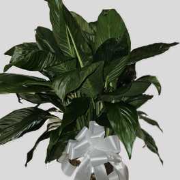 Large Peace Lily