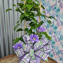 Clematis on a Trellis in a Decorative Tin