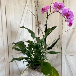 Purple Orchid