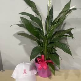 Potted peace lily with white blooms and a pink ribbon beside a white cap