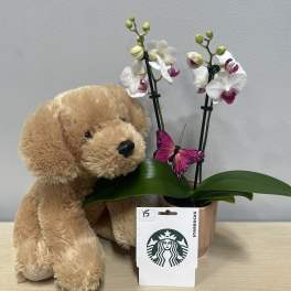 Potted orchid with a teddy bear and Starbucks gift card