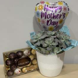 Mom’s Day Succulents & Chocolates