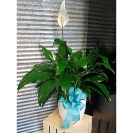 Potted Peace Lily