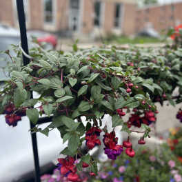 Hanging basket of trailing fuchsia flowers with pink and purple blooms