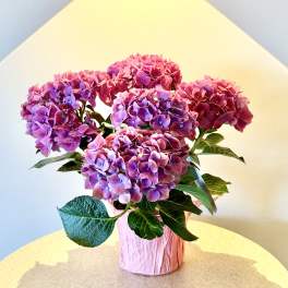 6" Hydrangea Plant
