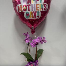 Pickelball Orchid for Mom
