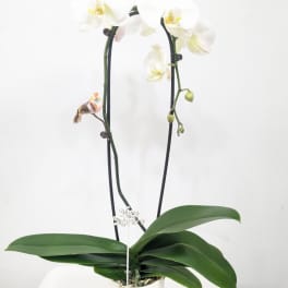 White orchid plant in a white pot with two tall stems