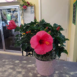 Hibiscus Plant