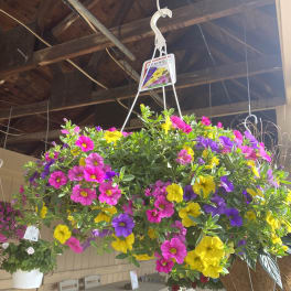 Hanging basket of pink, purple, and yellow petunia-like flowers