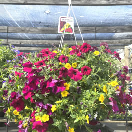 Hanging basket of magenta and yellow petunias