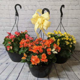 Rieger Begonia Hanging Basket