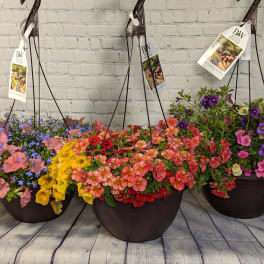 Petunia Hanging Basket