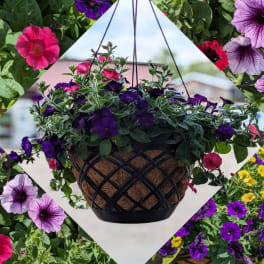 Premium Combo Moss Hanging Basket