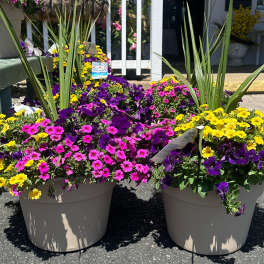 Large pots of pink, purple, and yellow flowers with tall grass-like plants