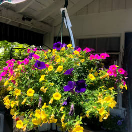 Hanging basket of bright yellow, pink, and purple petunias