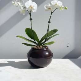 White Phalaenopsis Plant