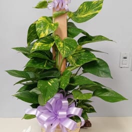 Potted pothos plant in a basket with lavender bows